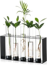 Sziqiqi Plants Propagation