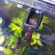 Aquarium Frozen Food Feeding