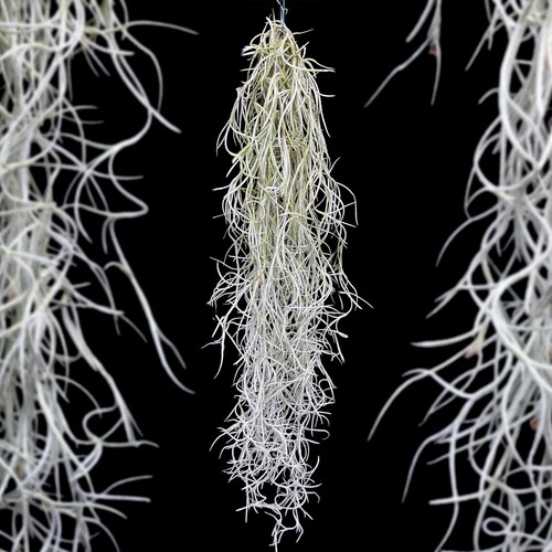 Bushy spanish moss tillandsia - bushy,