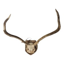 Vintage Large Red Deer Stag