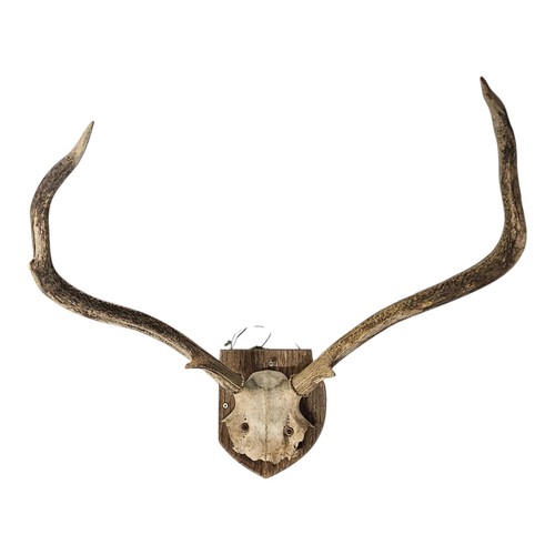 Vintage large red deer stag - large,