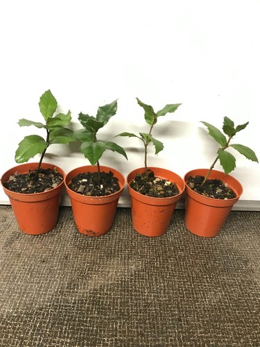 Holm oak trees - (evergreen,