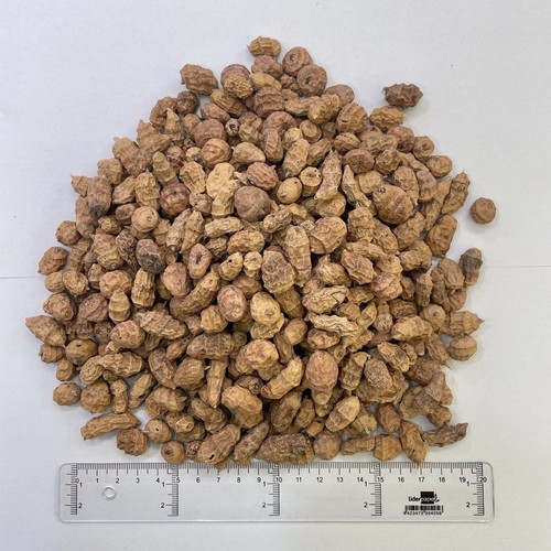 Xxl tiger nuts for fishing - nuts,