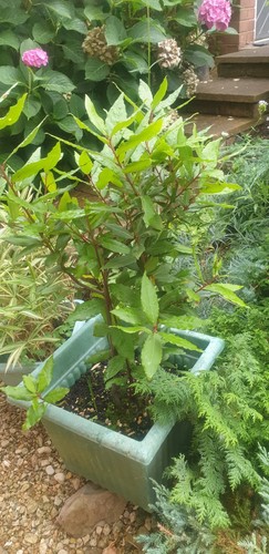 Standard bay tree - standard,
