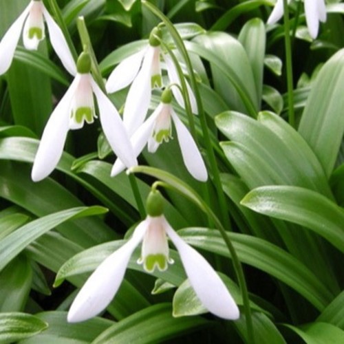 15x woronowii snowdrop - woronowii, bulbs