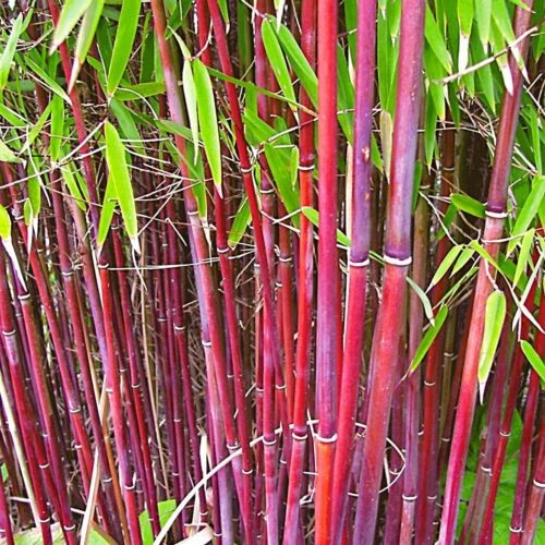 Fargesia asian wonder red - wonder,