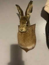 Taxidermy Hare Head