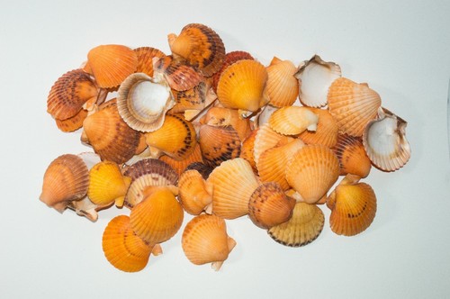 Nessastores orange pecten - pecten, sea