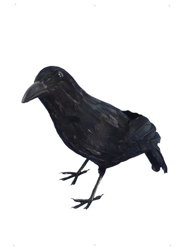 New fake crow raven - /,