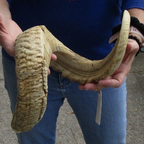 Inch sheep horn for - inch,