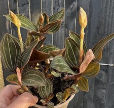 Ludisia discolor Orchid Species IN BUD