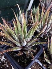 Haworthia 'Zebra'. unusual