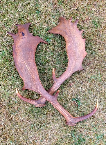 Matched pair antique fallow - pair,