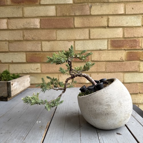 Pre bonsai juniper tree - juniper,