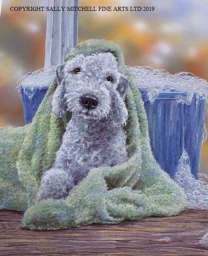 Paul doyle new - doyle, bedlington