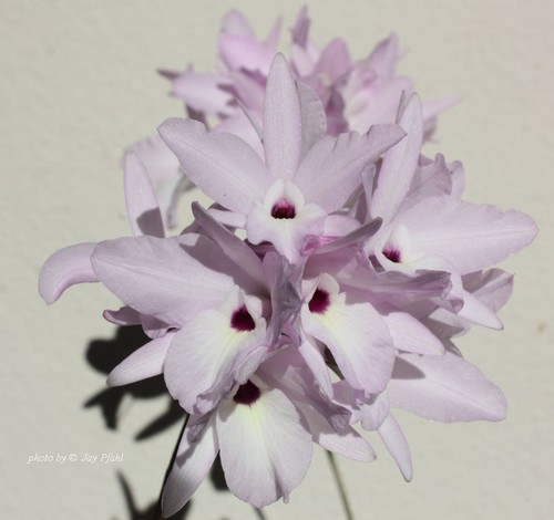 Rare cattleya laelia - rare, rubescens