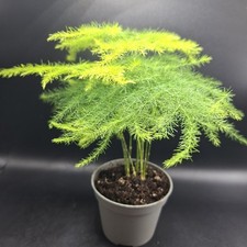 Asparagus Fern, House plant