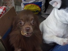 Please Will You Sponsor a Dog