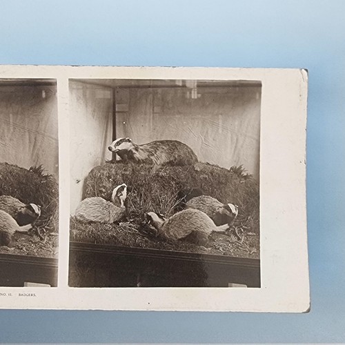 Museum exhibit stereoview - museum,