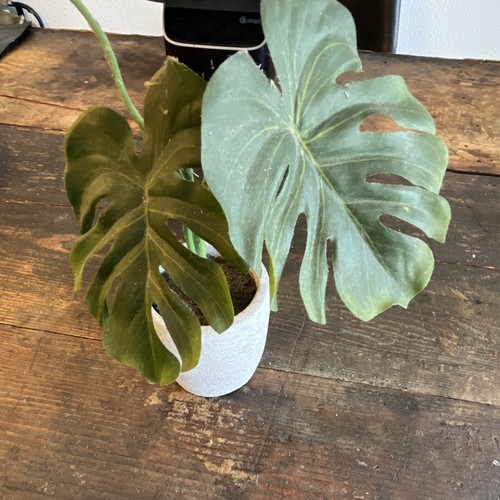 Swiss cheese plant monstera - swiss,