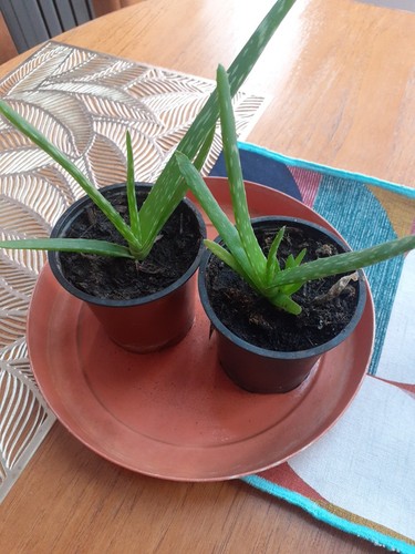 Aloe vera plants approx - vera,