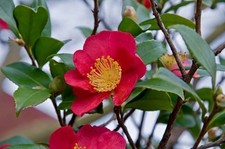 Camellia sasanqua Yuletide  2L pot winter flowering camellia 25-30cm tall