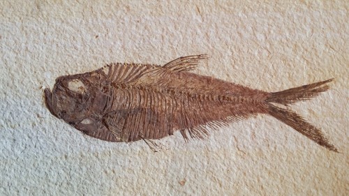 Lower eocene large fossil fish - lower,