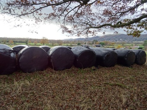 Photo 6x4 silage bales great - photo,