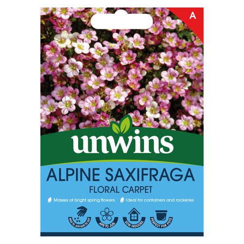 Alpine saxifraga floral carpet - saxifraga,