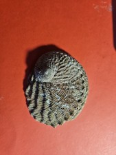 Medium Sized Abalone Shell