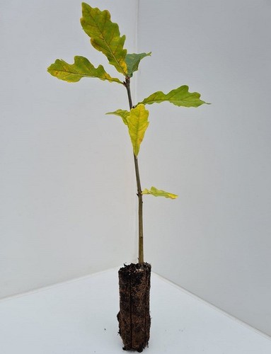 Oak trees english - 10,