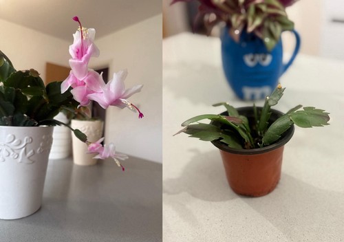 Schlumbergera christmas cactus - schlumbergera,