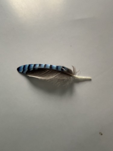 Jay wing feathers - for, arts