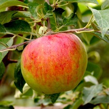 Dwarf Patio Fiesta Apple Tree , Self-Fertile, Sweet, Sharp & Juicy Apples