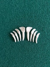 Fallow Deer Teeth Gothic Arts