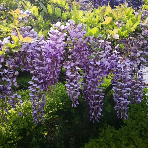 Wisteria tree standard hardy - wisteria,