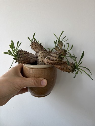 Euphorbia japonica suculent - euphorbia,