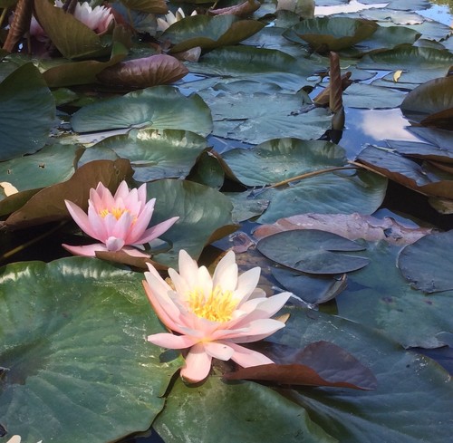 Firecrest water lily pond - firecrest,