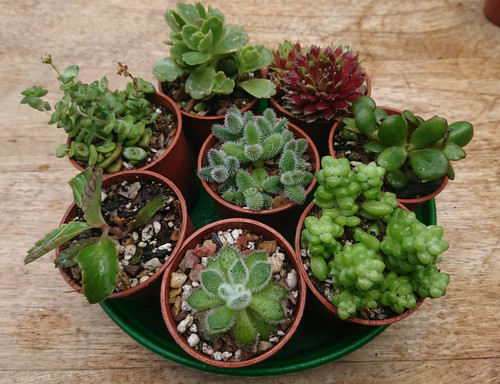 Succulent collection bundle - succulent, |