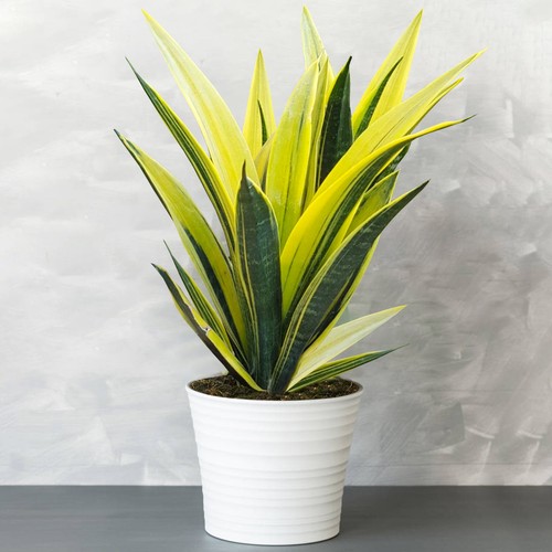 Sansevieria golden flame - sansevieria,