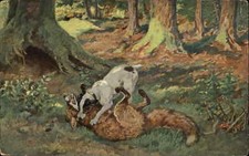 Hunting Dog Attacks Fox