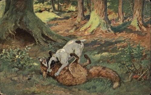Hunting dog attacks fox - dog,