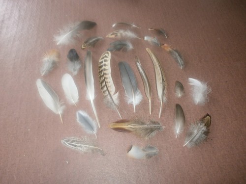 Natural birds feathers free - 25,