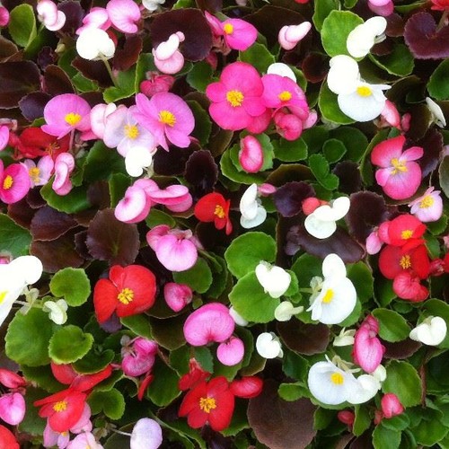 Begonia organdy mixed - begonia,