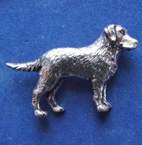 Pewter labrador retriever - retriever, dog