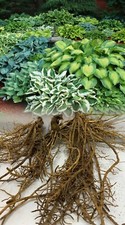 5 MIXED HOSTA PLANTAIN LILY GRADE 1 BARE ROOTS HARDY GARDEN PERENNIAL ROOTS