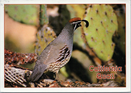 California gambel quail - california, river