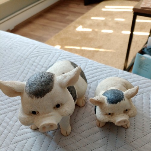 Pot belly pigs - belly,