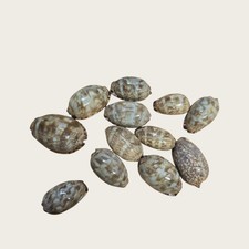 HUMPBACK CYPRAEA MAURITIANA