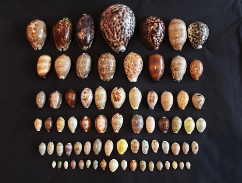 Half price pce cowrie - 72,